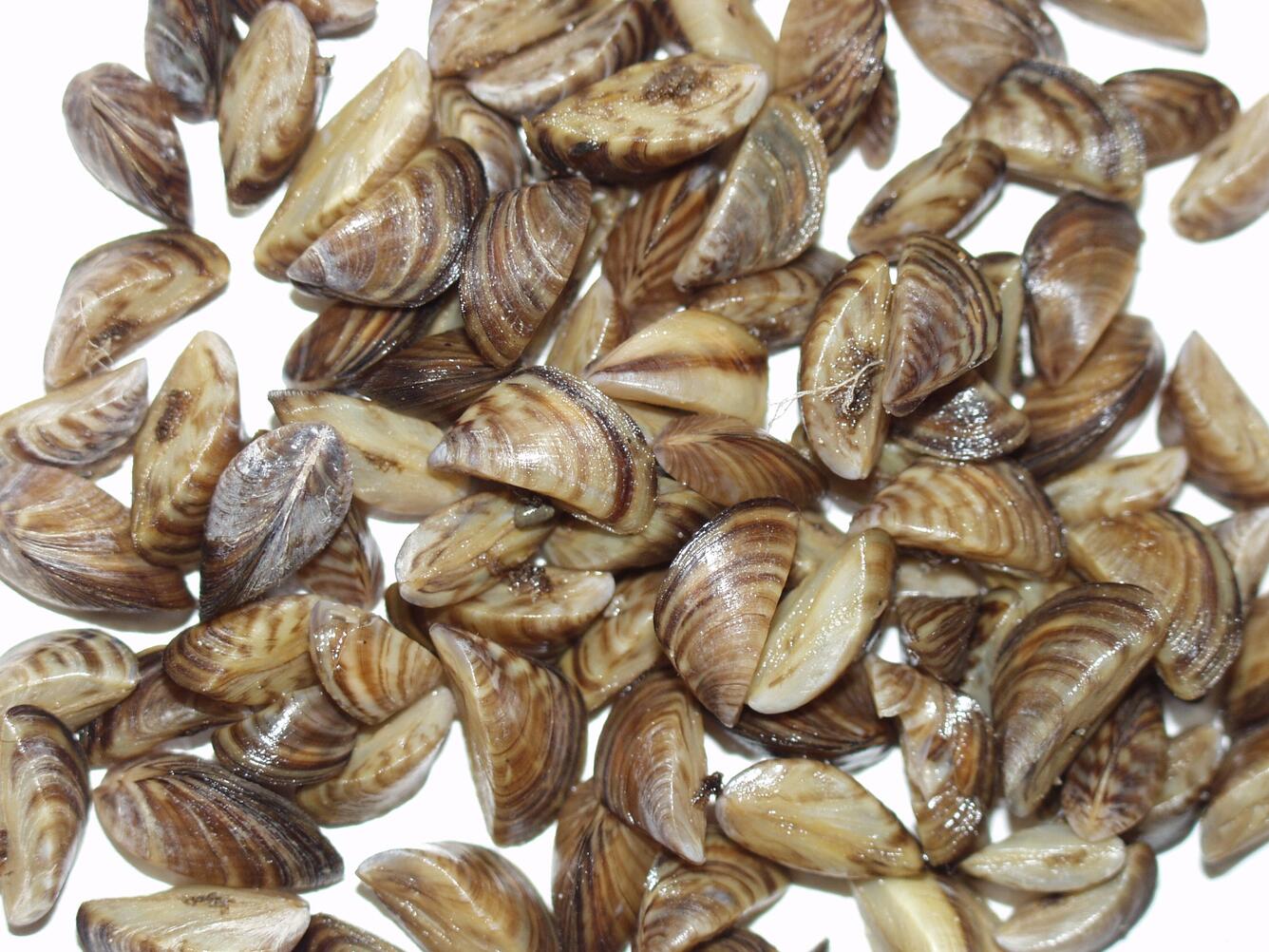 Close-up of numerous small zebra mussel shells with brown and cream striped patterns scattered on a white background.